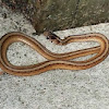 Brown Snake (juvenile)