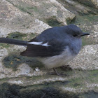 Oriental Magpie-Robin (male)