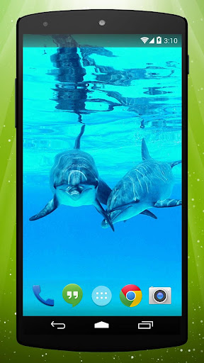 Best Dolphin Live Wallpaper