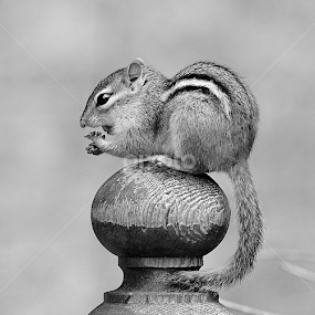 by Heidi Emanouel  - Black & White Animals
