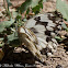 Marbled White Butterfly