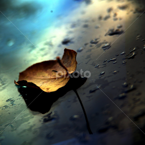 Winter Leaf by Carey Carter - Nature Up Close Leaves & Grasses