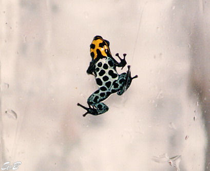 reticulated poison frog