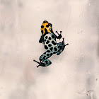 reticulated poison frog
