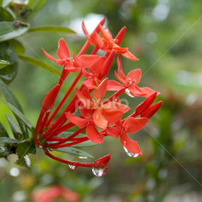 by Imanuel Monggesang - Flowers Single Flower
