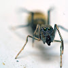 Golden colored Ant mimic Jumping spider