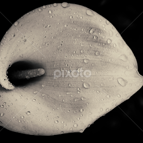 Drops of Water by António Lopes - Flowers Single Flower