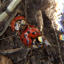 Asian Lady Beetle