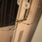 golden orb-web spider