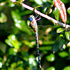 Regal Darner Dragonfly