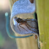 Running Crab Spider