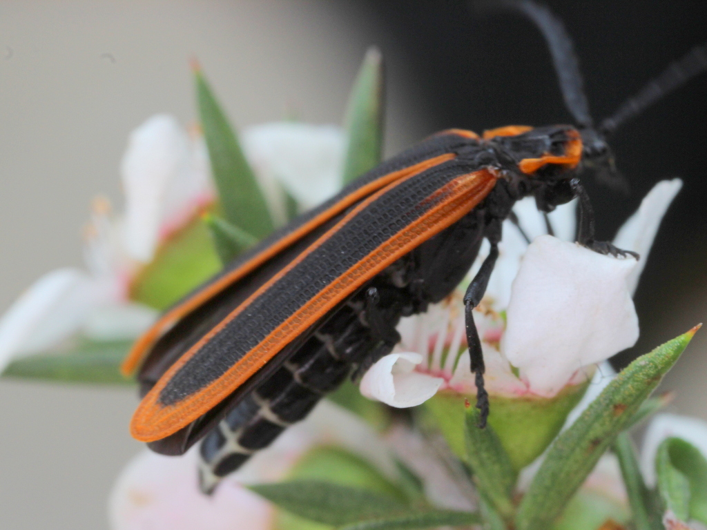 Lycid beetle in black