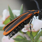 Lycid beetle in black