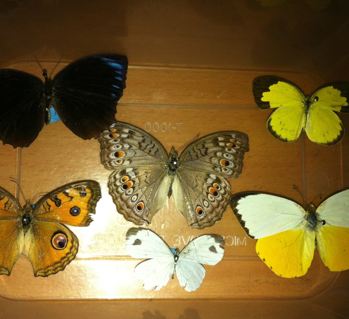 Common butterflies of my area