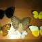 Common butterflies of my area