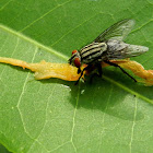 Flesh Fly