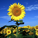 Flowers Wallpapers logo