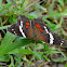 Banded Peacock