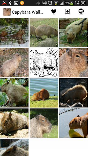 Capybara Wallpapers