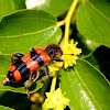 Bee-eating Beetle