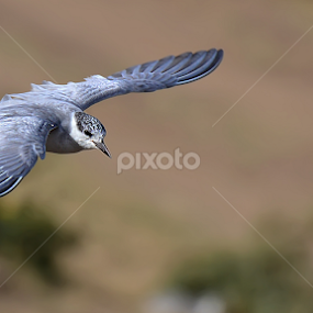 by Jignesh Chauhan - Animals Birds