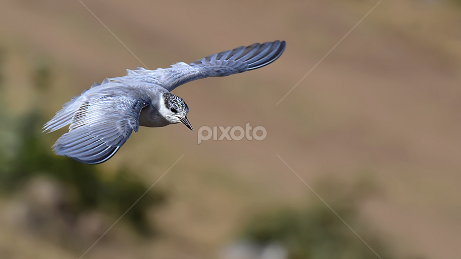 by Jignesh Chauhan - Animals Birds