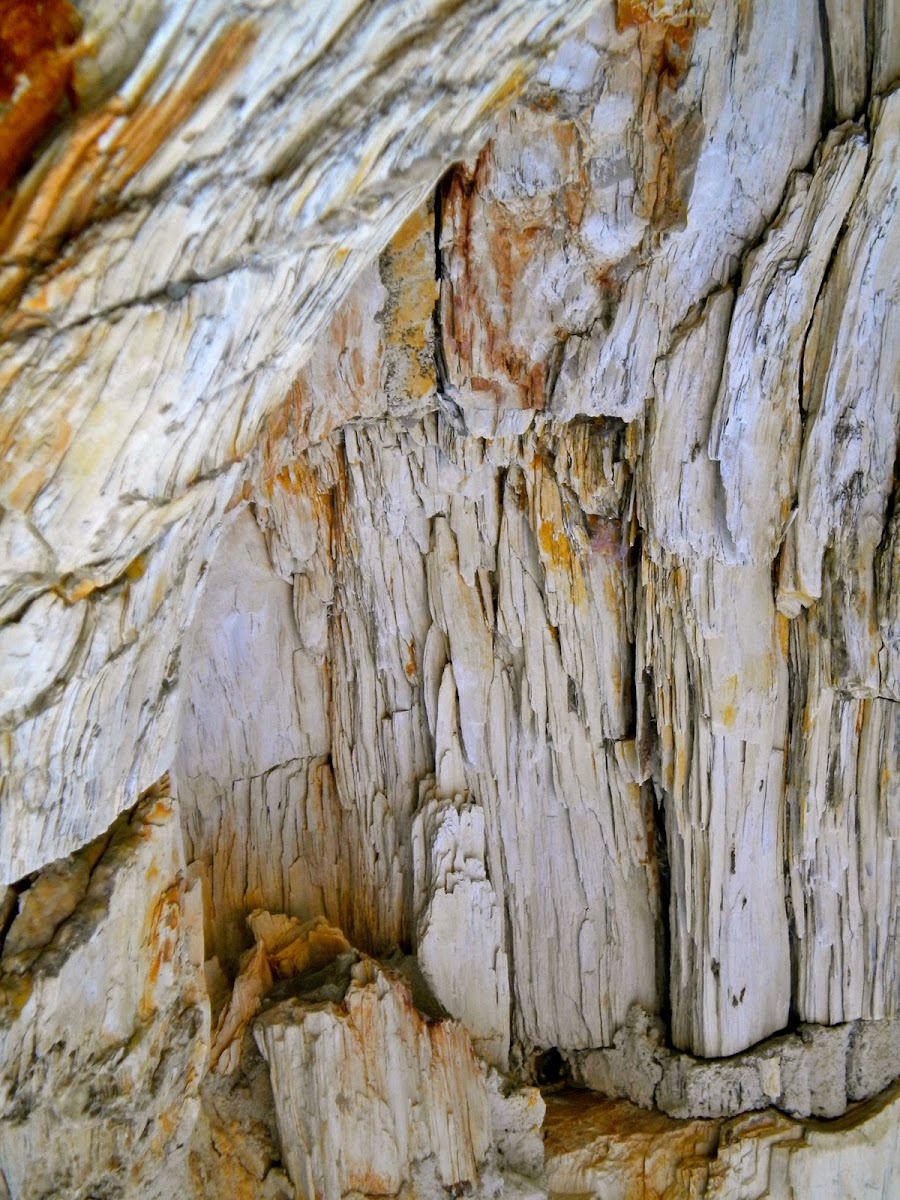 Petrified Sequoia