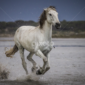 Alone in the storm... speed up! by Federico Lenzi - Animals Horses