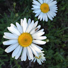 OxEye Daisy