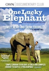 One Lucky Elephant