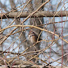 American tree sparrow