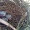 Mocking Bird Eggs, 3 Lt Blue W/Brn