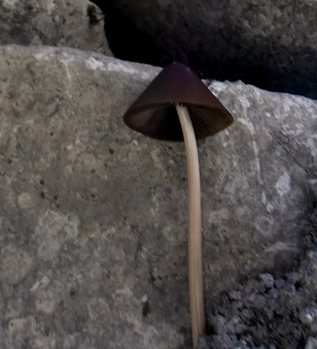 Parasola (previously Psathyrella) conopilus