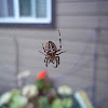 Cross Orbweaver (European Garden Spider)