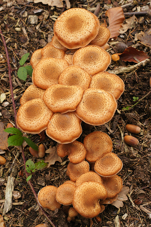 The honey mushroom