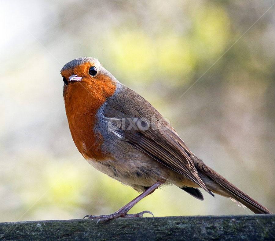 Red Robin | Birds | Animals | Pixoto