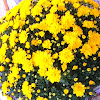 Yellow Chrysanthemium
