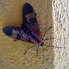 Metallic wasp moth