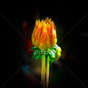 CMK BUD by Monzur Sazid Ahmed - Flowers Flower Buds