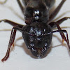 Eastern Carpenter Ant, (queen).