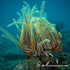 Noble Yellow Feather star