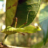 Louva-a-Deus (Prying mantis)