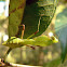 Louva-a-Deus (Prying mantis)