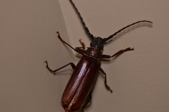Pine Sawyer beetle
