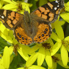 Brazilian painted lady