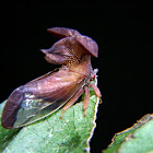 Mitred treehopper