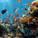 Tropical Fish Water Ripples