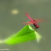 Crimson Marsh Glider