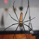 Golden orb-web spider