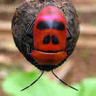 Red Jewel Beetle